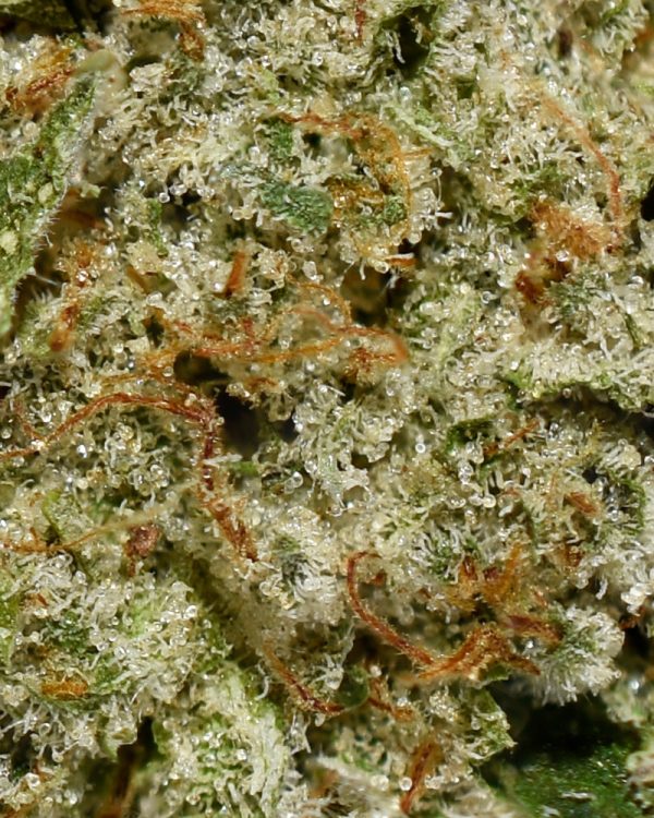 Cookie Wreck AAAA Trichomes