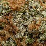 Durban Cookies AA Trichomes