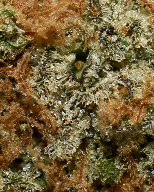 Durban Cookies AA Trichomes