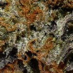 El Chapo AAAA Trichomes