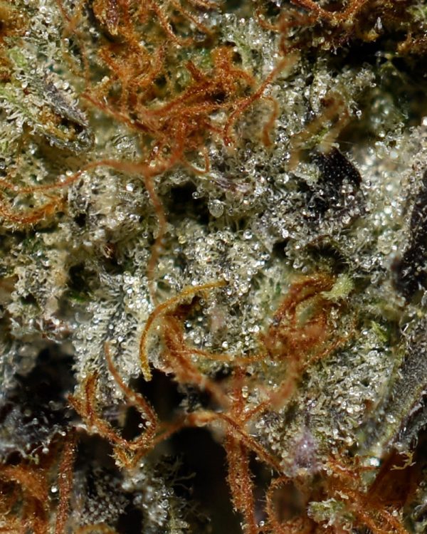 El Chapo AAAA Trichomes