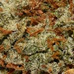 Funky Charms AA Trichomes