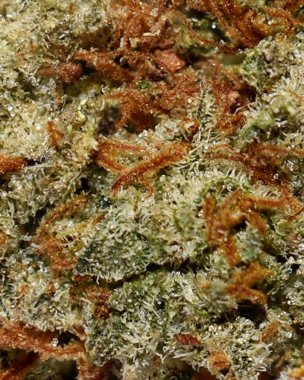 Funky Charms AA Trichomes