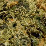 Girl Scout Cookies AA Trichomes