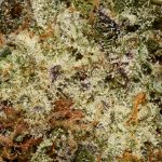 Hawaiian Dutch AA Trichomes