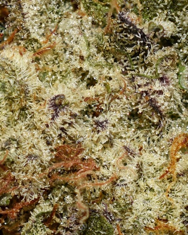 Hawaiian Dutch AA Trichomes