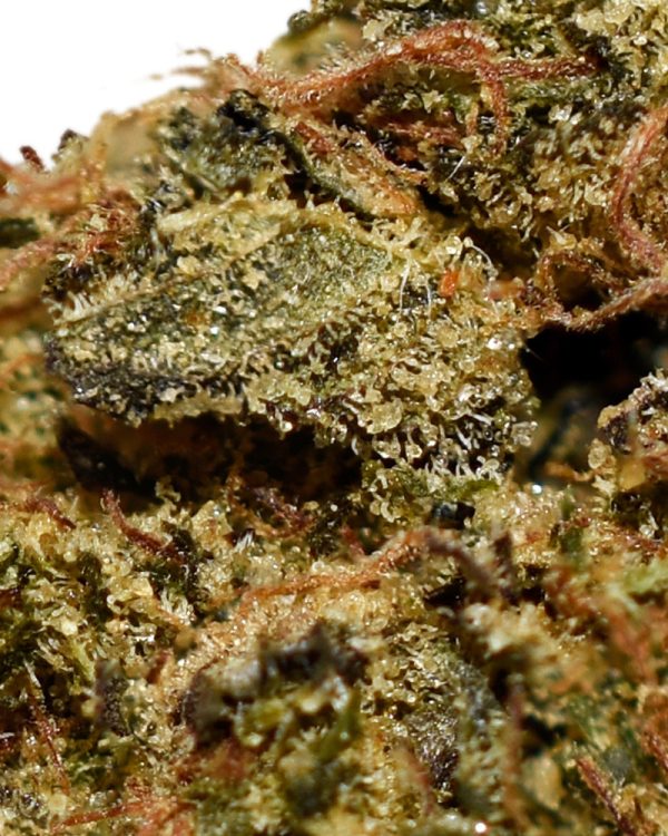 Island Pink Kush A Trichomes