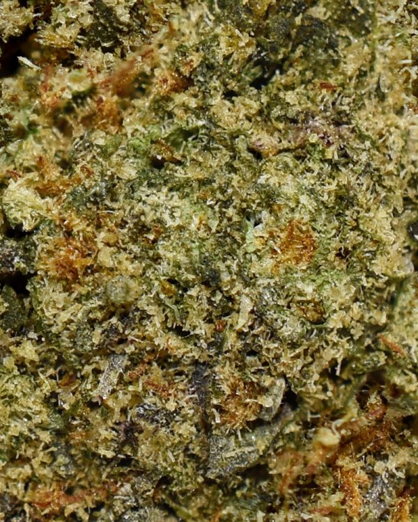 Lemon Sour Diesel A Trichomes