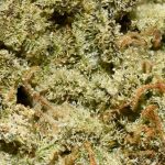 Lemon Thai AA Trichomes