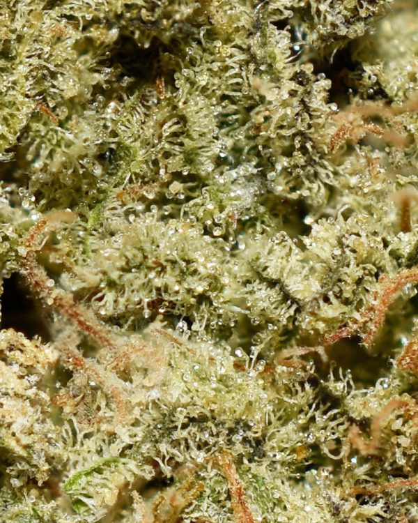 Lemon Thai AA Trichomes