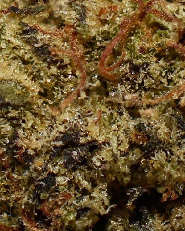 Peppermint Pie A Trichomes