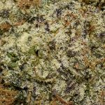 Pineapple Chunk AA Trichomes