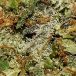 Prezzy OG AAAA Trichomes