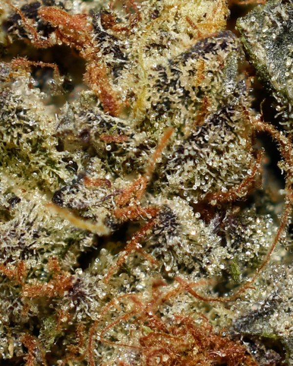 Rockstar Platinum AAA Trichomes