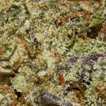 Stardawg AAA Trichomes