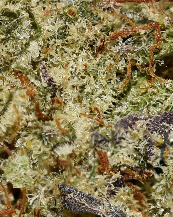 Stardawg AAA Trichomes