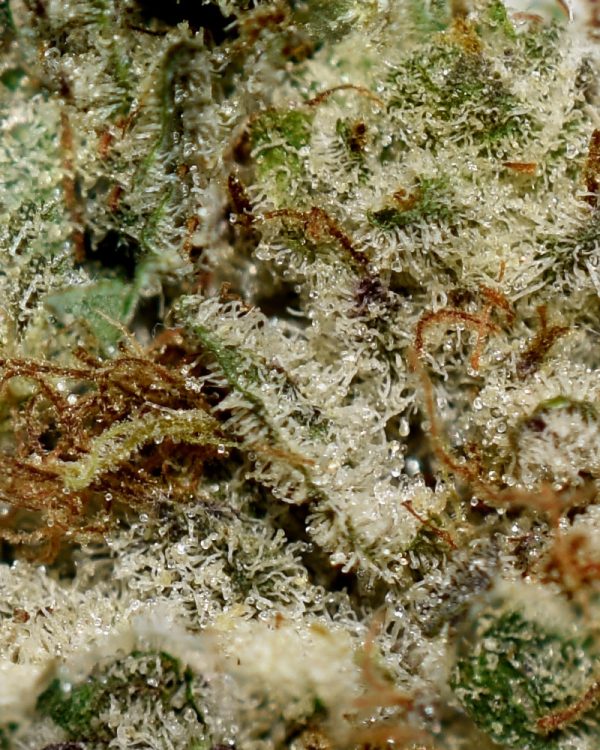 Tahoe OG AAA Trichomes