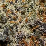 Tangerine Haze AAAA Trichomes