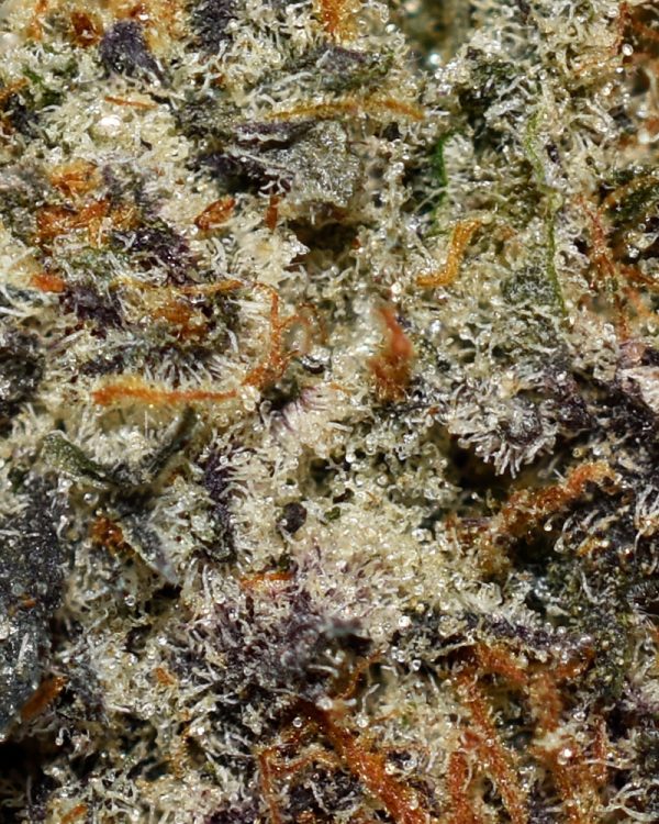 Tangerine Haze AAAA Trichomes