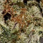 Triangle Kush AAA Trichomes