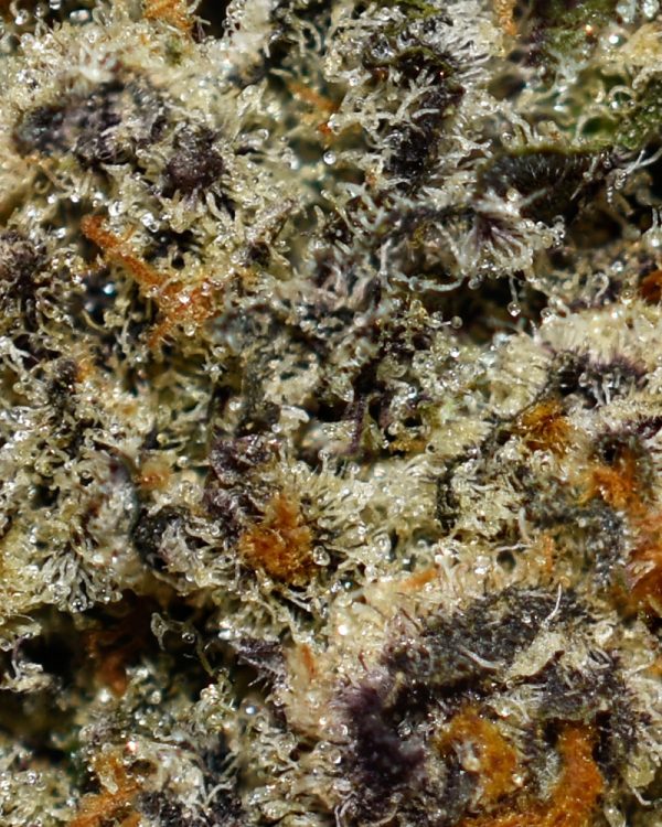 Blue Gummies AAAA+ Trichomes