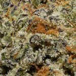 Blueberry Faygo AAA Trichomes