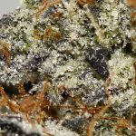 Cookie Glue AAAA+ Trichomes