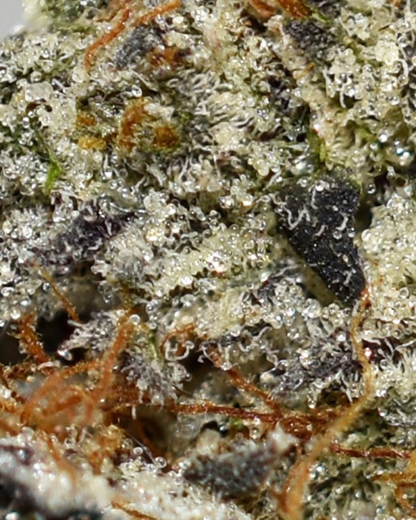 Cookie Glue AAAA+ Trichomes