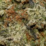 Death Star OG AAAA Trichomes