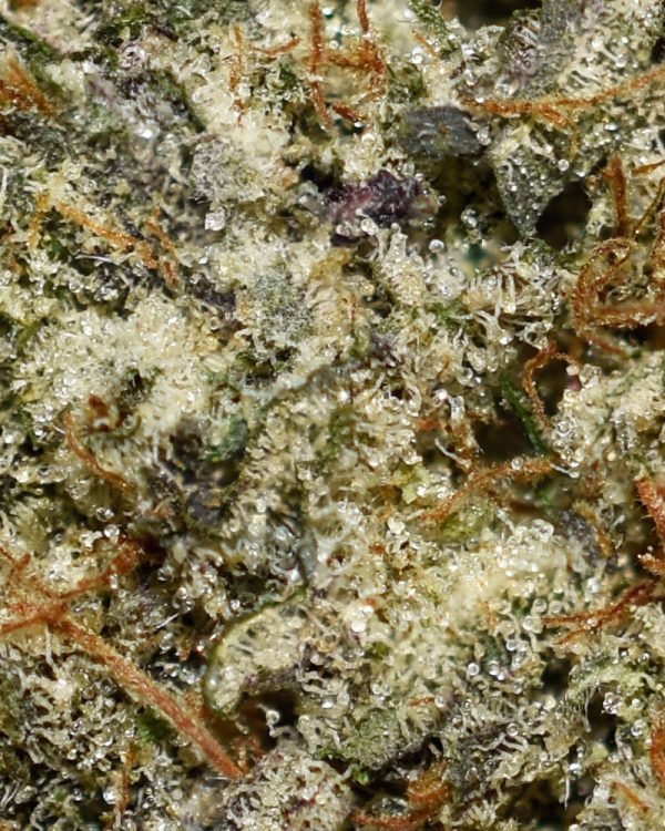 El Muerte AAAA Trichomes