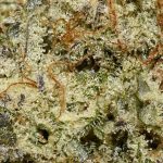 Goji Melon AAA Trichomes