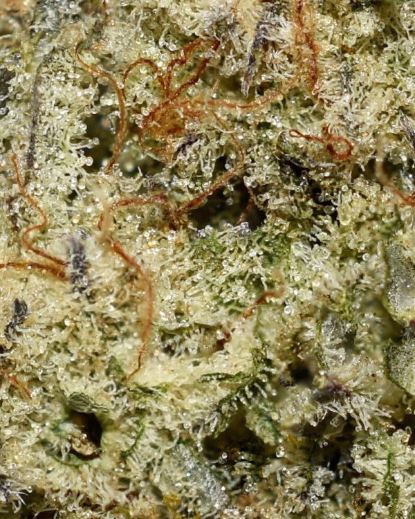 Goji Melon AAA Trichomes