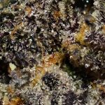 Ice Bomb AAAA+ Trichomes