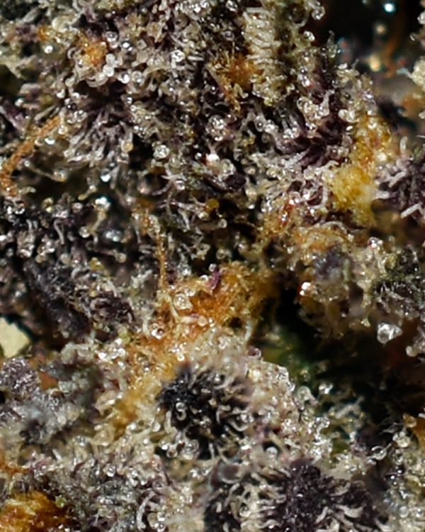 Ice Bomb AAAA+ Trichomes