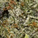 Northern Lights AAAA+ Trichomes