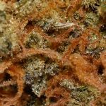 Orangeade A Trichomes