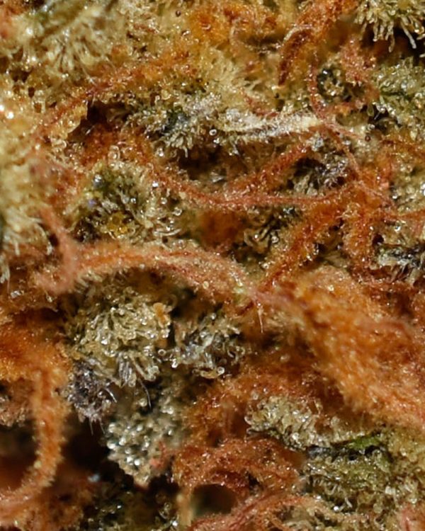 Orangeade A Trichomes