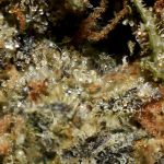 Papaya Berry AA Trichomes