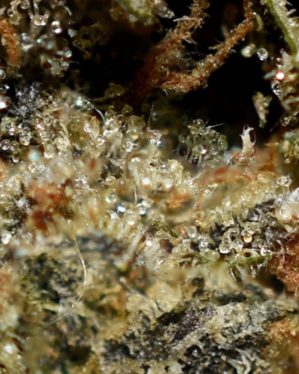 Papaya Berry AA Trichomes