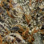 Pink OG AAAA+ Trichomes