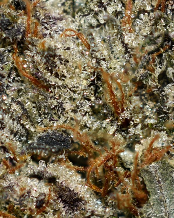 Pink OG AAAA+ Trichomes