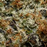 Pink OG AAAA+ Trichomes