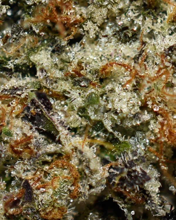 Pink OG AAAA+ Trichomes