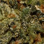 Runtz AA Trichomes