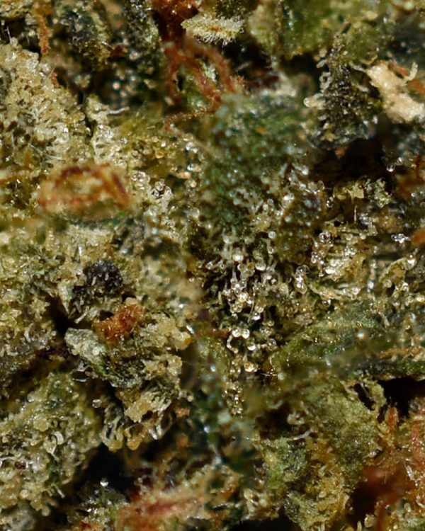 Runtz AA Trichomes