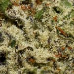 Blue Dragon AAAA Trichomes