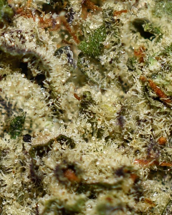 Blue Dragon AAAA Trichomes