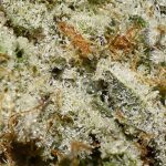 Blue OG AA Trichomes