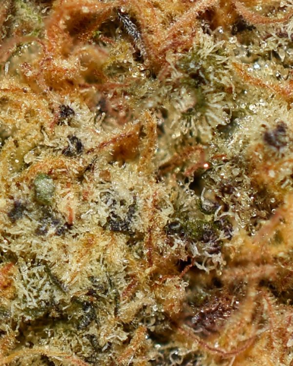 Blueberry Haze AA Trichomes