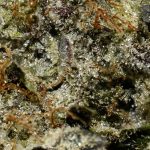 Blueberry OG AAAA+ Trichomes